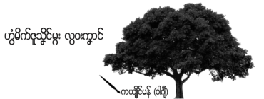 ဟွံမိက်ဇူသၞိၚ်မ္ဂး လ္ပဝးကၞာၚ်